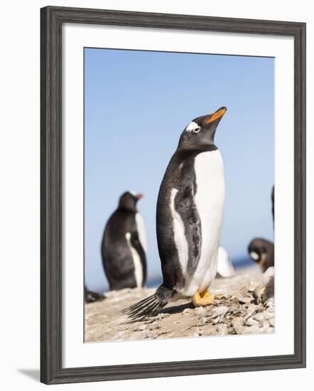 Gentoo Penguin (Pygoscelis Papua) on the Falkland Islands-Martin Zwick-Framed Photographic Print