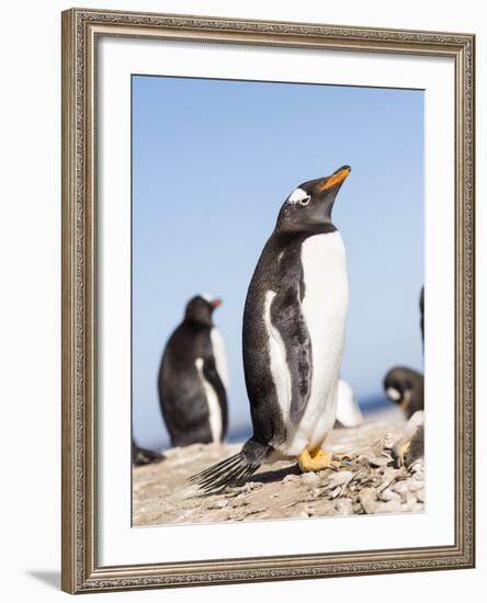 Gentoo Penguin (Pygoscelis Papua) on the Falkland Islands-Martin Zwick-Framed Photographic Print