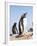 Gentoo Penguin (Pygoscelis Papua) on the Falkland Islands-Martin Zwick-Framed Photographic Print