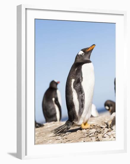 Gentoo Penguin (Pygoscelis Papua) on the Falkland Islands-Martin Zwick-Framed Photographic Print