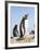 Gentoo Penguin (Pygoscelis Papua) on the Falkland Islands-Martin Zwick-Framed Photographic Print