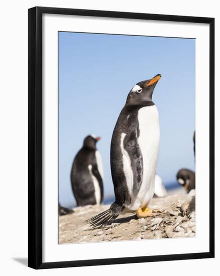 Gentoo Penguin (Pygoscelis Papua) on the Falkland Islands-Martin Zwick-Framed Photographic Print