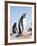 Gentoo Penguin (Pygoscelis Papua) on the Falkland Islands-Martin Zwick-Framed Photographic Print