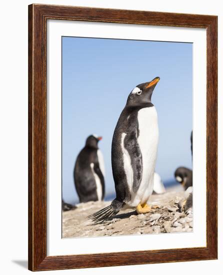 Gentoo Penguin (Pygoscelis Papua) on the Falkland Islands-Martin Zwick-Framed Photographic Print
