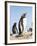 Gentoo Penguin (Pygoscelis Papua) on the Falkland Islands-Martin Zwick-Framed Photographic Print