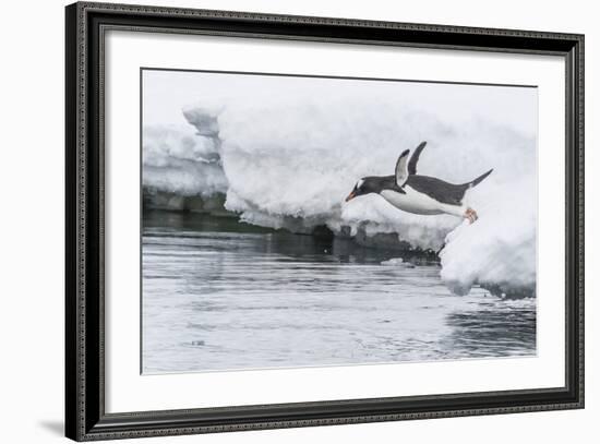 Gentoo Penguin (Pygoscelis Papua) Returning to the Sea to Feed at Dorian Bay, Antarctica-Michael Nolan-Framed Photographic Print