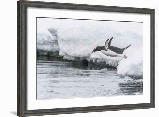 Gentoo Penguin (Pygoscelis Papua) Returning to the Sea to Feed at Dorian Bay, Antarctica-Michael Nolan-Framed Photographic Print