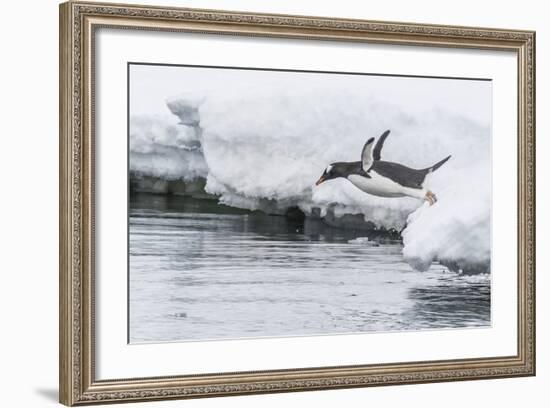 Gentoo Penguin (Pygoscelis Papua) Returning to the Sea to Feed at Dorian Bay, Antarctica-Michael Nolan-Framed Photographic Print