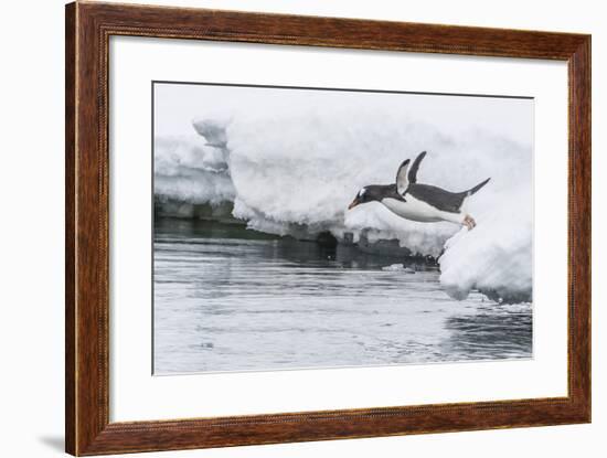 Gentoo Penguin (Pygoscelis Papua) Returning to the Sea to Feed at Dorian Bay, Antarctica-Michael Nolan-Framed Photographic Print