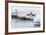 Gentoo Penguin (Pygoscelis Papua) Returning to the Sea to Feed at Dorian Bay, Antarctica-Michael Nolan-Framed Photographic Print