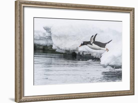 Gentoo Penguin (Pygoscelis Papua) Returning to the Sea to Feed at Dorian Bay, Antarctica-Michael Nolan-Framed Photographic Print