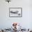 Gentoo Penguin (Pygoscelis Papua) Returning to the Sea to Feed at Dorian Bay, Antarctica-Michael Nolan-Framed Photographic Print displayed on a wall