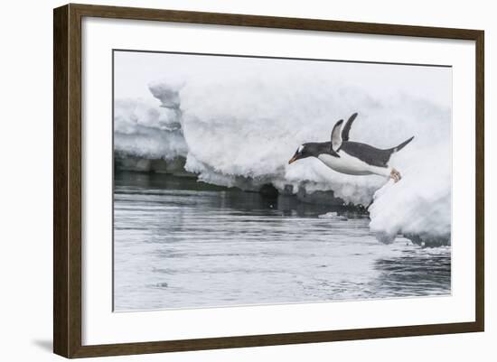 Gentoo Penguin (Pygoscelis Papua) Returning to the Sea to Feed at Dorian Bay, Antarctica-Michael Nolan-Framed Photographic Print