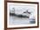 Gentoo Penguin (Pygoscelis Papua) Returning to the Sea to Feed at Dorian Bay, Antarctica-Michael Nolan-Framed Photographic Print