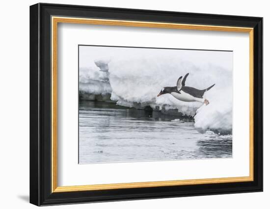 Gentoo Penguin (Pygoscelis Papua) Returning to the Sea to Feed at Dorian Bay, Antarctica-Michael Nolan-Framed Photographic Print