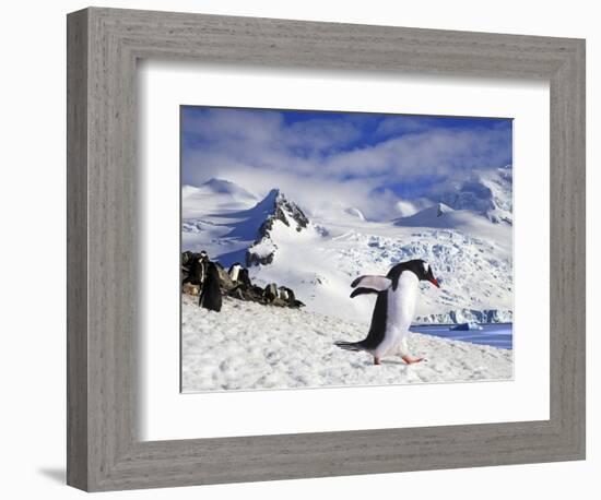 Gentoo Penguin (Pygoscelis Papua) Waddles Toward the Arctic Sea Near Paradise Harbor, Antarctica-Miva Stock-Framed Photographic Print