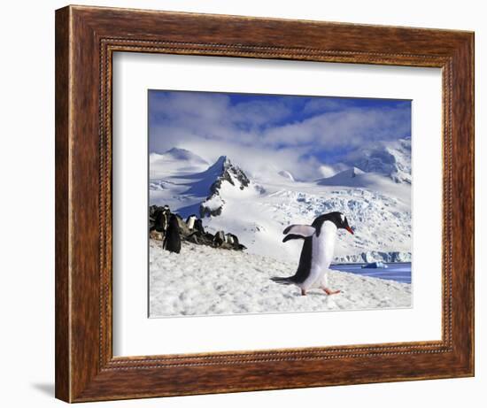 Gentoo Penguin (Pygoscelis Papua) Waddles Toward the Arctic Sea Near Paradise Harbor, Antarctica-Miva Stock-Framed Photographic Print