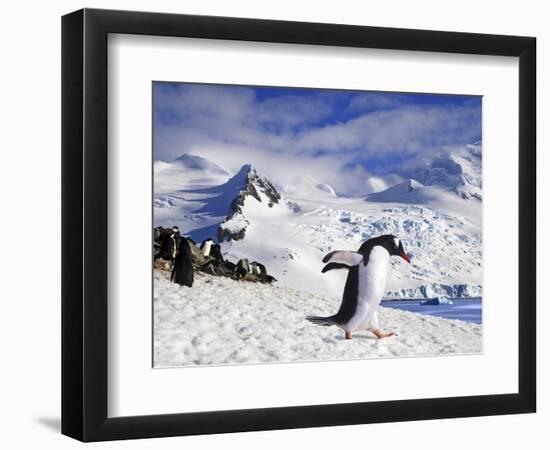 Gentoo Penguin (Pygoscelis Papua) Waddles Toward the Arctic Sea Near Paradise Harbor, Antarctica-Miva Stock-Framed Photographic Print