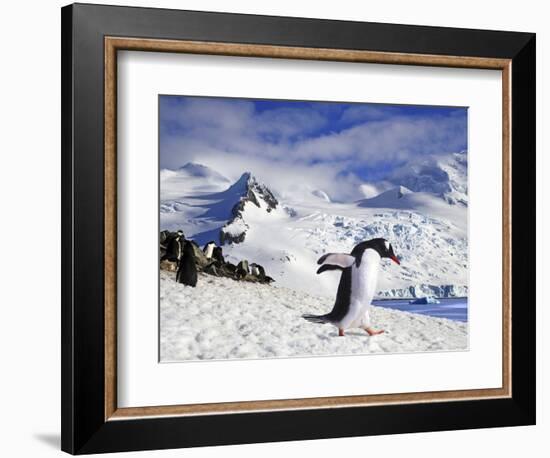 Gentoo Penguin (Pygoscelis Papua) Waddles Toward the Arctic Sea Near Paradise Harbor, Antarctica-Miva Stock-Framed Photographic Print