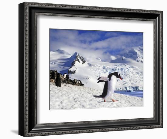 Gentoo Penguin (Pygoscelis Papua) Waddles Toward the Arctic Sea Near Paradise Harbor, Antarctica-Miva Stock-Framed Photographic Print