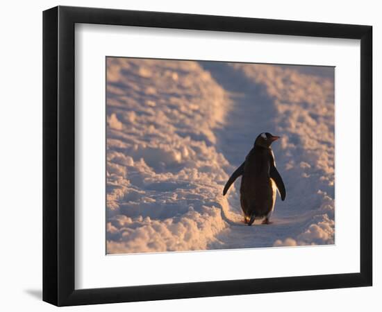 Gentoo Penguin Rests on Trail Towards Colony on Petermann Island, Antarctic Peninsula-Hugh Rose-Framed Photographic Print