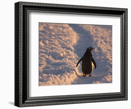 Gentoo Penguin Rests on Trail Towards Colony on Petermann Island, Antarctic Peninsula-Hugh Rose-Framed Photographic Print