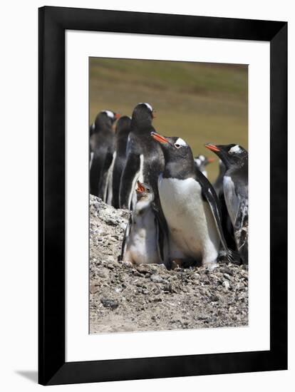 Gentoo Penguin Rookery. West Point Island. Falkland Islands.-Tom Norring-Framed Photographic Print