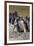 Gentoo Penguin Rookery. West Point Island. Falkland Islands.-Tom Norring-Framed Photographic Print