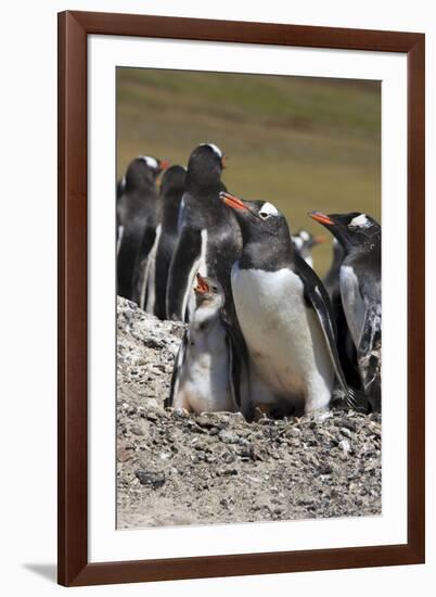 Gentoo Penguin Rookery. West Point Island. Falkland Islands.-Tom Norring-Framed Photographic Print