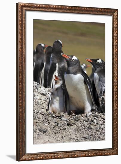 Gentoo Penguin Rookery. West Point Island. Falkland Islands.-Tom Norring-Framed Photographic Print