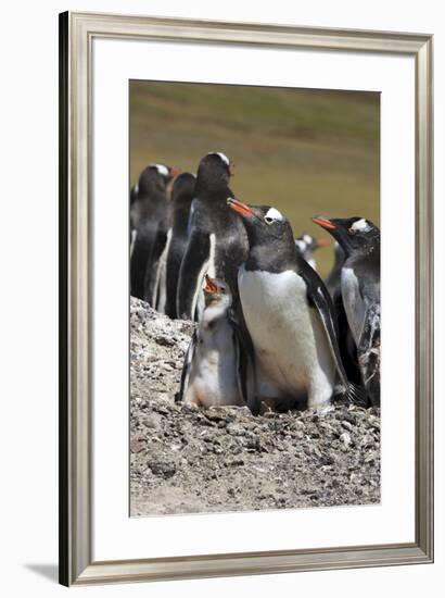 Gentoo Penguin Rookery. West Point Island. Falkland Islands.-Tom Norring-Framed Photographic Print