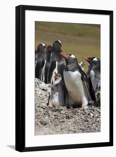 Gentoo Penguin Rookery. West Point Island. Falkland Islands.-Tom Norring-Framed Photographic Print