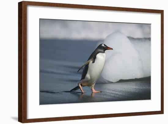 Gentoo Penguin Walking on the Sand-DLILLC-Framed Photographic Print