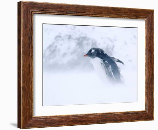 Gentoo Penguin Walking Through Snow Storm, Antarctica-Edwin Giesbers-Framed Photographic Print