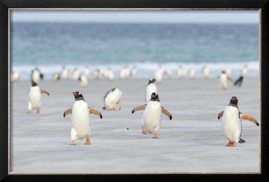 Gentoo Penguin Walking to their Rookery, Falkland Islands-Martin Zwick-Framed Photographic Print
