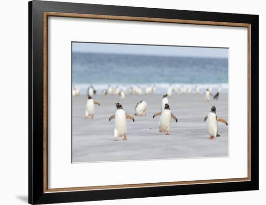 Gentoo Penguin Walking to their Rookery, Falkland Islands-Martin Zwick-Framed Photographic Print