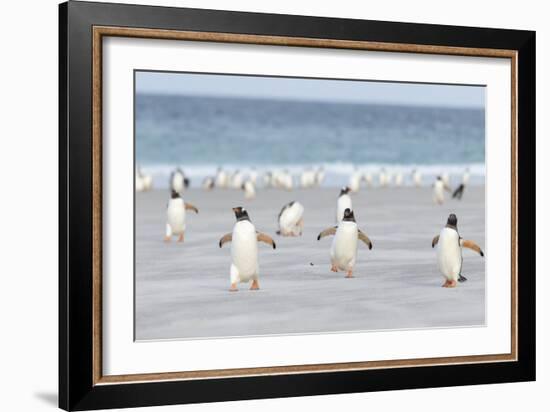 Gentoo Penguin Walking to their Rookery, Falkland Islands-Martin Zwick-Framed Photographic Print