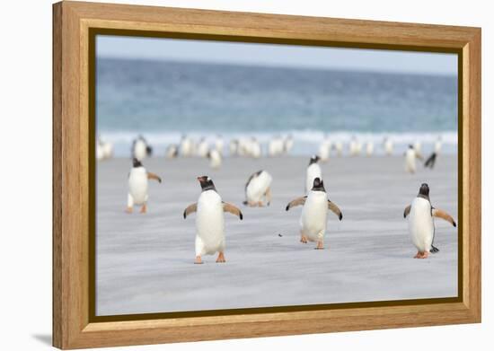 Gentoo Penguin Walking to their Rookery, Falkland Islands-Martin Zwick-Framed Premier Image Canvas