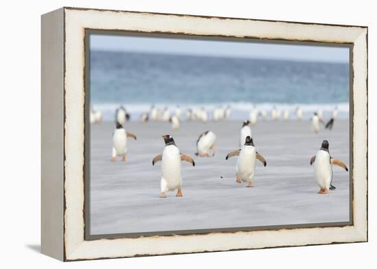 Gentoo Penguin Walking to their Rookery, Falkland Islands-Martin Zwick-Framed Premier Image Canvas