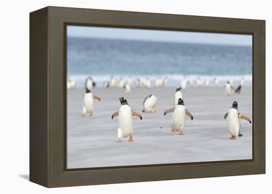 Gentoo Penguin Walking to their Rookery, Falkland Islands-Martin Zwick-Framed Premier Image Canvas