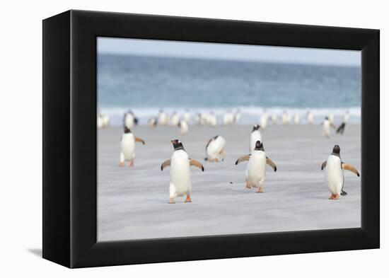 Gentoo Penguin Walking to their Rookery, Falkland Islands-Martin Zwick-Framed Premier Image Canvas