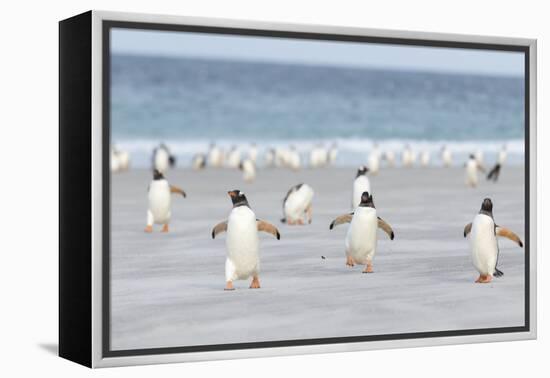 Gentoo Penguin Walking to their Rookery, Falkland Islands-Martin Zwick-Framed Premier Image Canvas