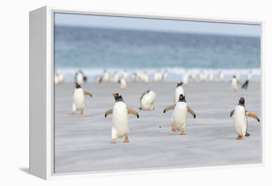 Gentoo Penguin Walking to their Rookery, Falkland Islands-Martin Zwick-Framed Premier Image Canvas