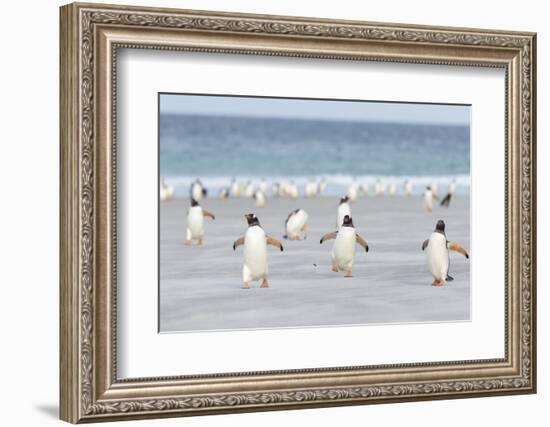 Gentoo Penguin Walking to their Rookery, Falkland Islands-Martin Zwick-Framed Photographic Print