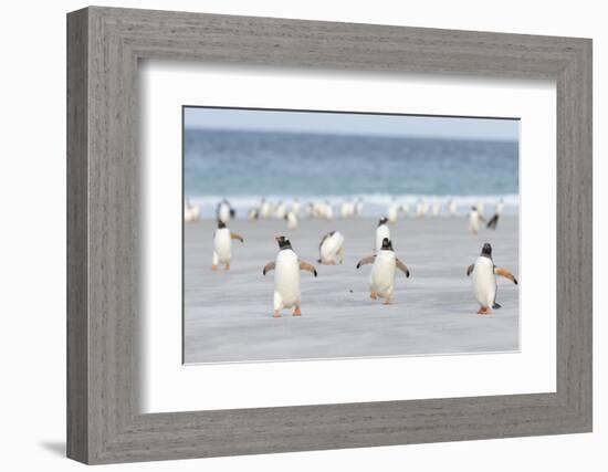 Gentoo Penguin Walking to their Rookery, Falkland Islands-Martin Zwick-Framed Photographic Print