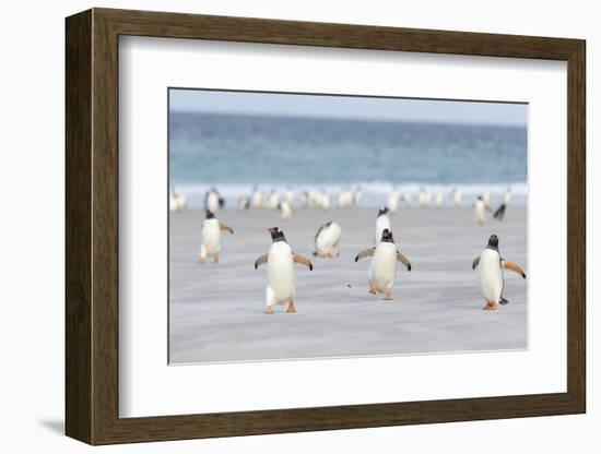 Gentoo Penguin Walking to their Rookery, Falkland Islands-Martin Zwick-Framed Photographic Print