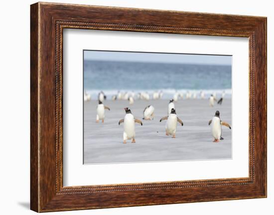 Gentoo Penguin Walking to their Rookery, Falkland Islands-Martin Zwick-Framed Photographic Print