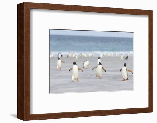 Gentoo Penguin Walking to their Rookery, Falkland Islands-Martin Zwick-Framed Photographic Print