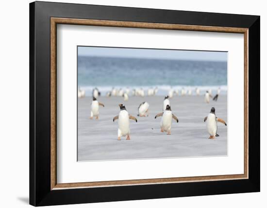 Gentoo Penguin Walking to their Rookery, Falkland Islands-Martin Zwick-Framed Photographic Print