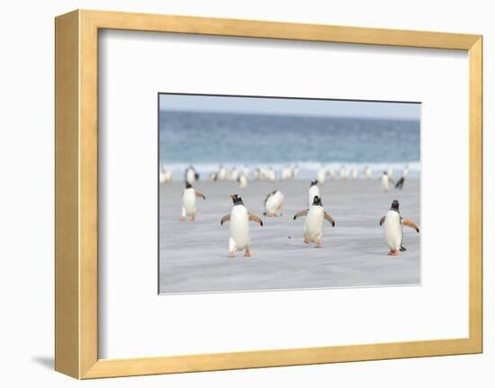 Gentoo Penguin Walking to their Rookery, Falkland Islands-Martin Zwick-Framed Photographic Print